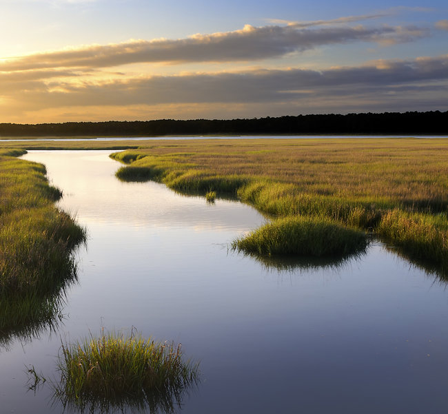 Image of a swamp